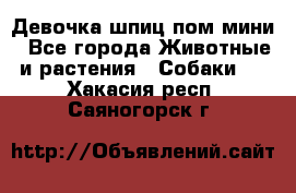 Девочка шпиц пом мини - Все города Животные и растения » Собаки   . Хакасия респ.,Саяногорск г.